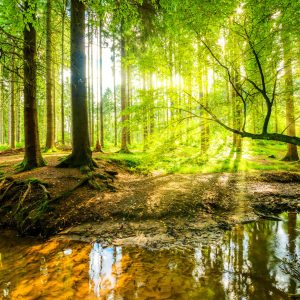 Papier Peint Beau Paysage Forestier Au Printemps En Effet 3D – Image 1