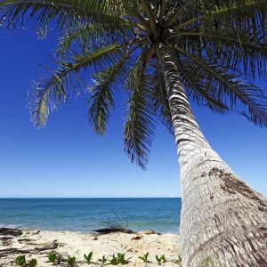 Papier Peint Plage Océan Palmiers – Image 1