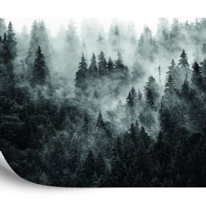 Papier Peint Forêt Dans Le Brouillard – Image 2