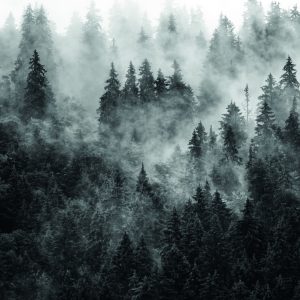 Papier Peint Forêt Dans Le Brouillard – Image 1