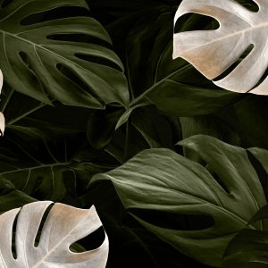 Papier Peint Feuilles De Monstera Blanches Et Vertes – Image 1