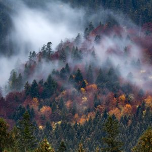 Papier Peint Forêt D'automne Dans Un Beau Brouillard – Image 1