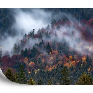 Papier Peint Forêt D'automne Dans Un Beau Brouillard – Image 2