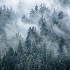 Papier Peint Forêt Brumeuse Dans Les Montagnes – Image 1