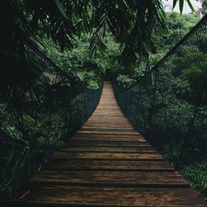 Papier Peint Pont Suspendu Dans Une Forêt – Image 1