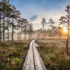 Papier Peint Chemin En Bois Dans La Forêt – Image 1