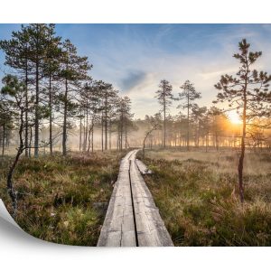 Papier Peint Chemin En Bois Dans La Forêt – Image 2