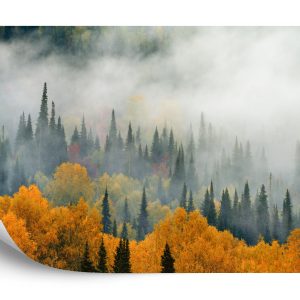 Papier Peint Brouillard Sur La Forêt D'automne – Image 2
