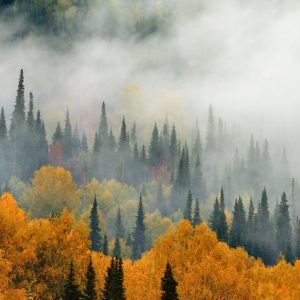 Papier Peint Brouillard Sur La Forêt D'automne – Image 1