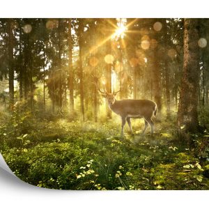 Papier Peint Cerf Dans La Forêt Le Matin – Image 2