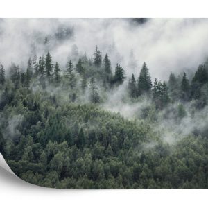 Papier Peint Forêt Dans La Brume Matinale – Image 2