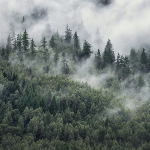Papier Peint Forêt Dans La Brume Matinale – Image 1