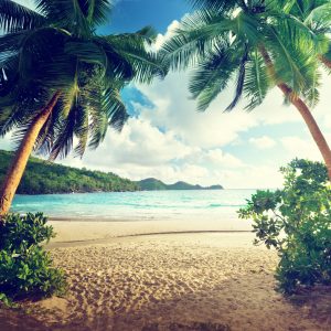 Papier Peint Palmiers Aux Seychelles – Image 1