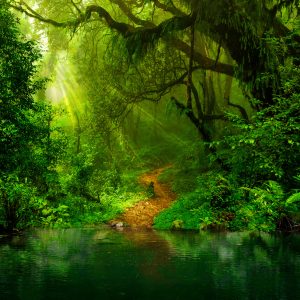 FT-448488-FALL – Image 1