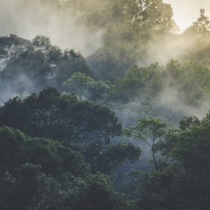 Papier Peint Landscape Of Asia Tropical Rainforest, Canopy Tree Of Jungle Green Forest Park Outdoor, Nature Environment Mountain View, Concept Of Freedom Relaxation In Holiday For Spa Yoga And Retreat – Image 1