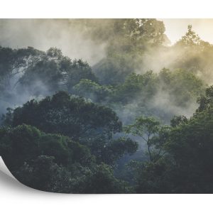 Papier Peint Landscape Of Asia Tropical Rainforest, Canopy Tree Of Jungle Green Forest Park Outdoor, Nature Environment Mountain View, Concept Of Freedom Relaxation In Holiday For Spa Yoga And Retreat – Image 2