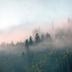 Papier Peint Forêt Dans Le Brouillard – Image 1