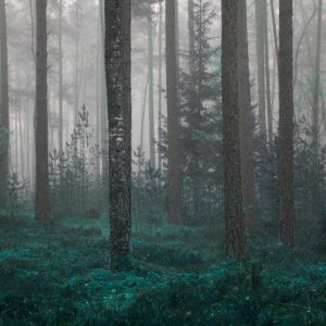 Papier Peint Forêt Dans Le Brouillard – Image 1