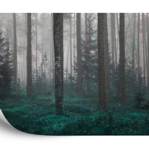 Papier Peint Forêt Dans Le Brouillard – Image 2