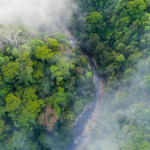 Papier Peint Forêt Dans Le Brouillard – Image 1