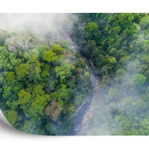 Papier Peint Forêt Dans Le Brouillard – Image 2