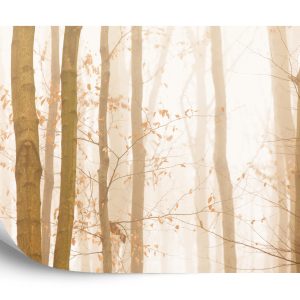 Papier Peint Forêt Dans Le Brouillard – Image 2