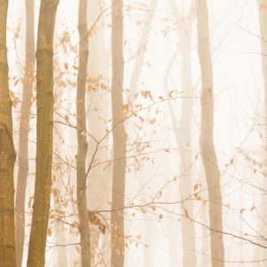 Papier Peint Forêt Dans Le Brouillard – Image 1