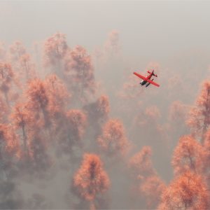 Papier Peint Forêt Dans Le Brouillard – Image 1