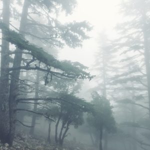 Papier Peint Forêt Dans Le Brouillard – Image 1