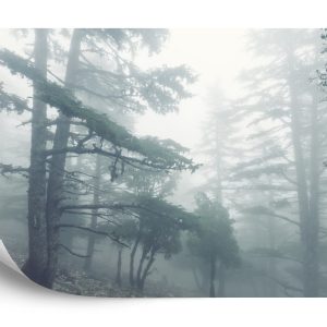 Papier Peint Forêt Dans Le Brouillard – Image 2