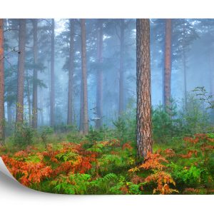 Papier Peint Forêt Dans Le Brouillard – Image 2