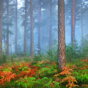 Papier Peint Forêt Dans Le Brouillard – Image 1