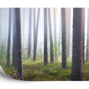 Papier Peint Forêt Dans Le Brouillard – Image 2