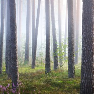 Papier Peint Forêt Dans Le Brouillard – Image 1