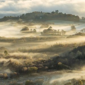 Papier Peint Forêt Dans Le Brouillard – Image 1
