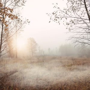 Papier Peint Forêt Dans Le Brouillard – Image 1
