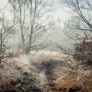 Papier Peint Forêt Dans Le Brouillard – Image 1