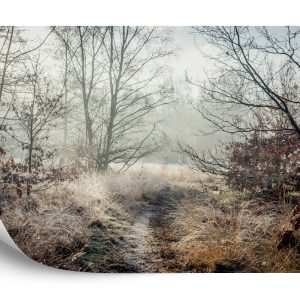 Papier Peint Forêt Dans Le Brouillard – Image 2
