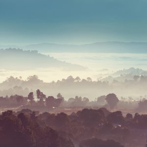 Papier Peint Forêt Dans Le Brouillard – Image 1
