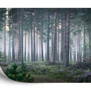 Papier Peint Forêt Dans Le Brouillard – Image 2