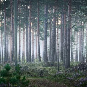 Papier Peint Forêt Dans Le Brouillard – Image 1