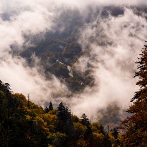 Papier Peint Forêt Dans Le Brouillard – Image 1