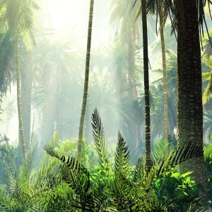 Papier Peint Forêt Dans Le Brouillard – Image 1