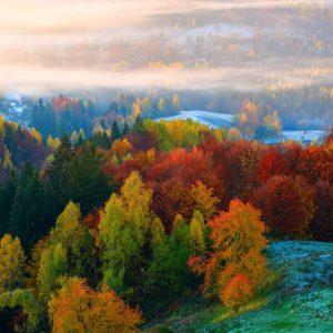 Papier Peint Forêt Dans Le Brouillard – Image 1