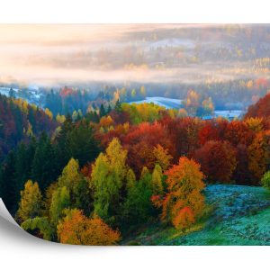 Papier Peint Forêt Dans Le Brouillard – Image 2
