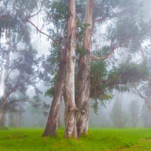 Papier Peint Forêt Dans Le Brouillard – Image 1
