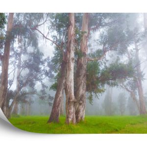 Papier Peint Forêt Dans Le Brouillard – Image 2