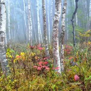 Papier Peint Forêt Dans Le Brouillard – Image 1