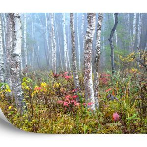 Papier Peint Forêt Dans Le Brouillard – Image 2