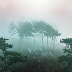 Papier Peint Forêt Dans Le Brouillard – Image 1